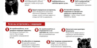 как избежать встречи с медведем. - Город Дивногорск