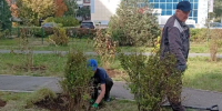 В сквере на проспекте Филатова в Ульяновске высадили 46 многолетних растений - Ulyanovsk.Express