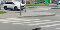 Опасный люк преградил дорогу водителям - Gorod48.ru