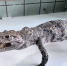В Красноярске конфискованное у туристки чучело крокодила передано учёным - ИА Запад24