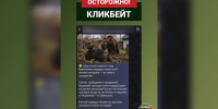 В Воронеже распространили фейк о недавнем нападении медведя на 87-летнего ветерана - ГТРК Воронеж
