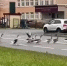 В Костроме не знающие ПДД гуси прогулялись по оживленной автодорогевидео - Комсомольская Правда