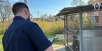 Собаки краснодарской бизнесвумен напали на ребёнка на платной рыбалке - Юг России