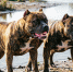 Они рвали его 6 минут: появились подробности нападения питбулей на мальчика в Курганинске Сгенерировано при помощи ИИ - KrasnodarMedia