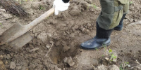 В Курском районе вокруг свалки высадили 4 тыс.саженцев дуба - Курские Известия