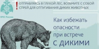 В Туапсинском округе в последнее время зафиксированы несколько случаев, когда медведи появлялись в окрестностях населенных пунктов - Туапсинский муниципальный округ