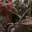 Фото: ПАИ - InformPskov.Ru