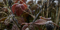 Фото: ПАИ - InformPskov.Ru