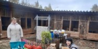 Жители Великих Лук и Псковской области помогают бездомным животным - Luki.Ru