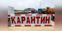 В шести районах Татарстана могут ввести карантин из-за вспышек бешенства - Газета Вести КАМАЗа