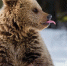 Фото: Sergey Uryadnikov/Shutterstock/Fotodom - Ямал-Медиа