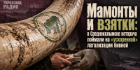 Мамонты и взятки: в Среднеколымске ветврача поймали на «ускоренной» легализации бивней - ИА SakhaTime