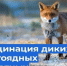В Нерюнгринском районе провели вакцинацию против бешенства диких плотоядных животных - Минэкологии РС(Я)