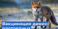 В Нерюнгринском районе провели вакцинацию против бешенства диких плотоядных животных - Минэкологии РС(Я)