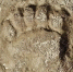 bear footprint 151026 - Газета Магаданская правда