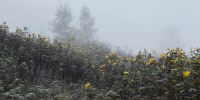 Фото: ПАИ - InformPskov.Ru