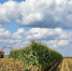 Рязанские аграрии заготовили 1,2 миллиона тонн корма на зиму - RyazPressa.Ru