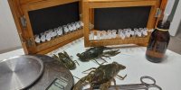 Раки из научного улова. Фото пресс-службы ВНИРО - Fishnews.Ru
