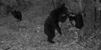 В Хинганском заповеднике три медвежонка попробовали на зубок фотоловушку (ВИДЕО) - Asn24.Ru