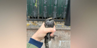 Воронежские волонтеры спасли ослабевшего скворца в Москве - РИА Воронеж