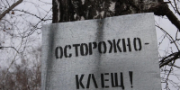 Жителей Алтая продолжают кусать клещи, несмотря на похолодание - Комсомольская Правда