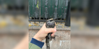 Воронежские волонтёры спасли раненого скворца в Москве - ГТРК Воронеж