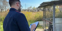 Напавших на мальчика в Краснодарском крае собак поместили на карантин - Кубанские Новости