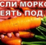 Сеем морковь под зиму: преимущества и недостатки - Калтасинский район