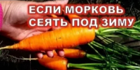Сеем морковь под зиму: преимущества и недостатки - Калтасинский район