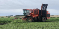 В агрофирмы «Заря» Буинского района убирают сахарную свеклу - Газета Знамя