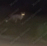 В воронежском микрорайоне Шилово заметили лису: видео - РИА Воронеж