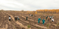 В Арском районе РТ посадят 5 тыс. деревьев для защиты Казанки - ИА Татар-информ