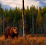 Фото: Ondrej Prosicky/Shutterstock/Fotodom - Ямал-Медиа