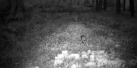 Лесной хорёк встретил рассвет в объективе фотоловушки карельского заповедника - StolicaOnego.Ru