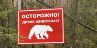 «Встретив человека, нападают, не раздумывая»: ученый предупредил о голодных медведях шатунах и предложил пути решения - КП Челябинск