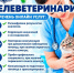 Телеветеринария: онлайн-консультации для питомцев - РузаРИА
