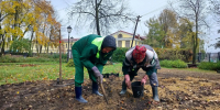 В Колпино высаживают луковицы тюльпанов - Петербургский дневник