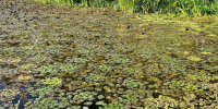 Саратовские ученые возродили 20 популяций водяного ореха: он же чилим, он же рогульник плавающий - Общественное мнение