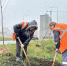 В сквере Белана появилось еще 90 молодых лип - Город Липецк