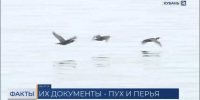 Птицы над водой - Министерство природных ресурсов