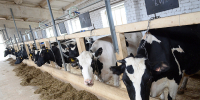 В Кировской области выросли надои и продажи молока - Кировская правда