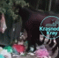 На курорте Мацеста лошади пасутся в мусорных баках - Панорама