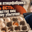 Нюрбинская птицефабрика: прибыль есть, но производство яиц по-прежнему убыточно - ИА SakhaTime