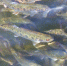 Форель в садковом хозяйстве. Архивное фото - Fishnews.Ru