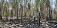 С виновников лесных пожаров собираются взыскать больше 1,5 миллиона рублей - Газета Красноярский рабочий