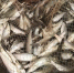 Добыча рыбы в Якутии. Архивное фото - Fishnews.Ru