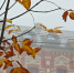 Фото: ПАИ - InformPskov.Ru