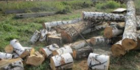 Житель Каргапольского округа незаконно выпилил лес на 80 тысяч рублей - Новый мир