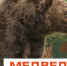 В лес не ходить! Там медведи!. - Емельяновский район