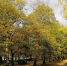 park-surrounded-by-trees-covered-colorful-leaves-autumn-poland - ТРК Щелково